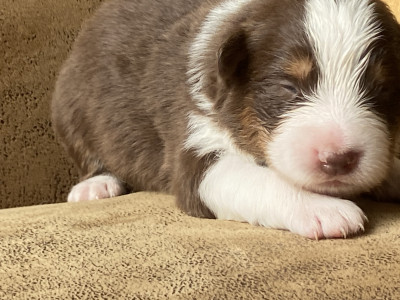 Chiot N°6