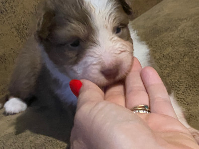 Chiot N°3