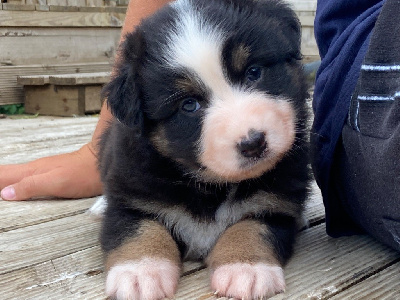CHIOT 3