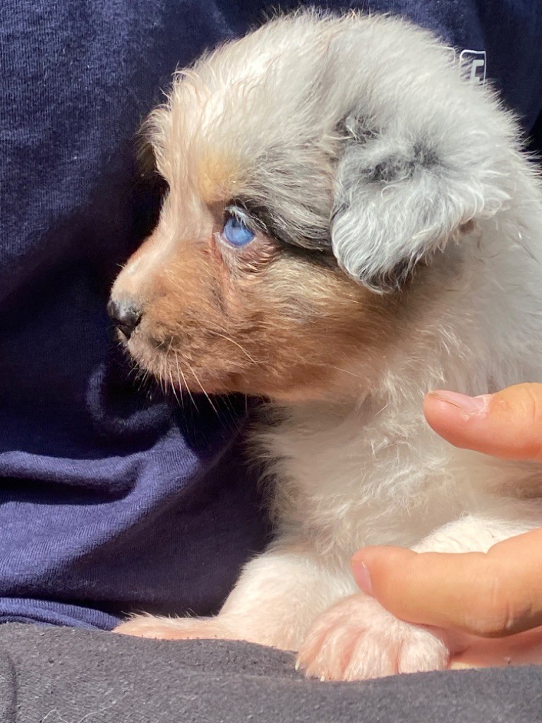 Du Fil De L'Eau - Chiots disponibles - Berger Australien