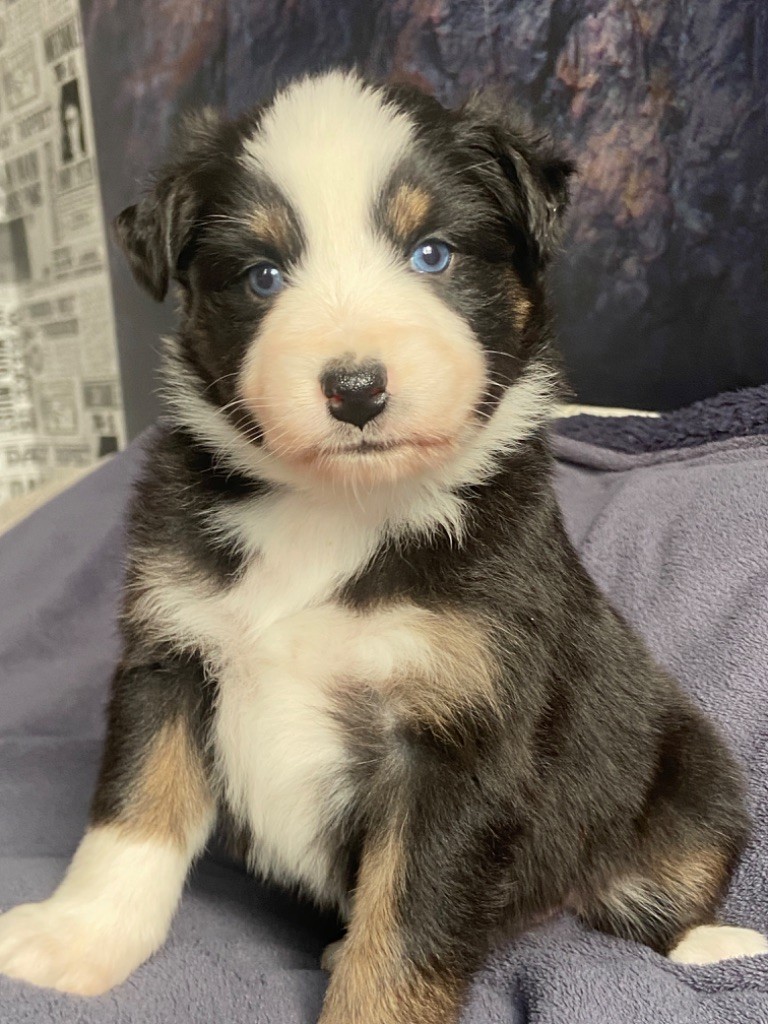 Du Fil De L'Eau - Chiots disponibles - Berger Australien