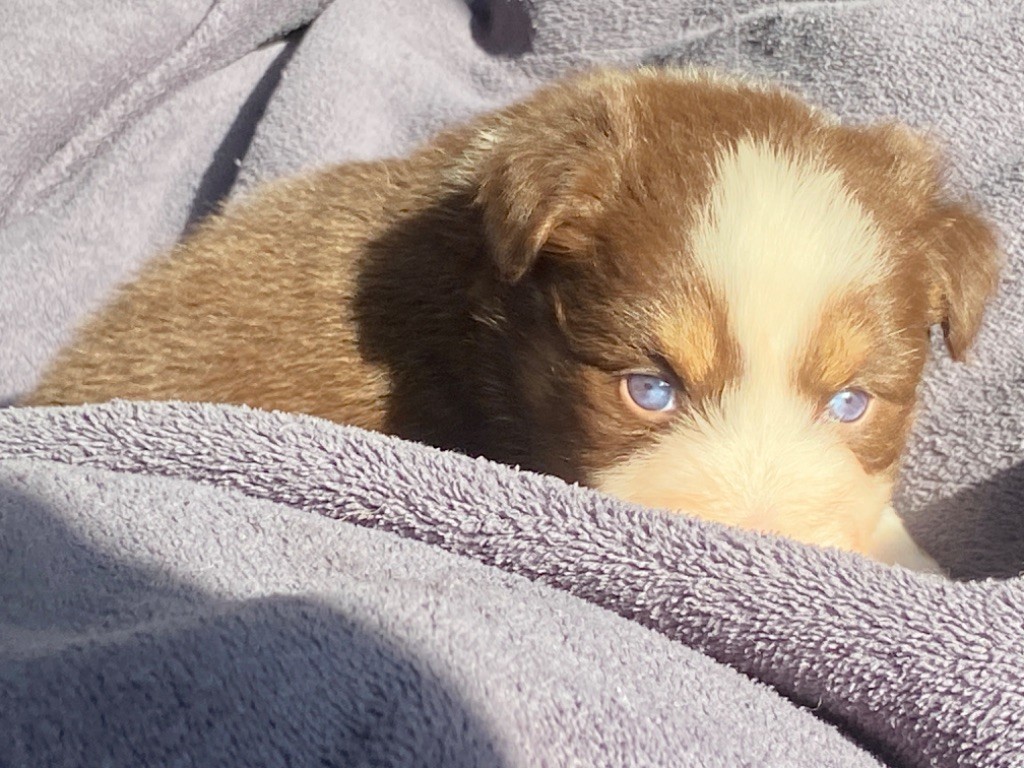 Du Fil De L'Eau - Chiots disponibles - Berger Australien