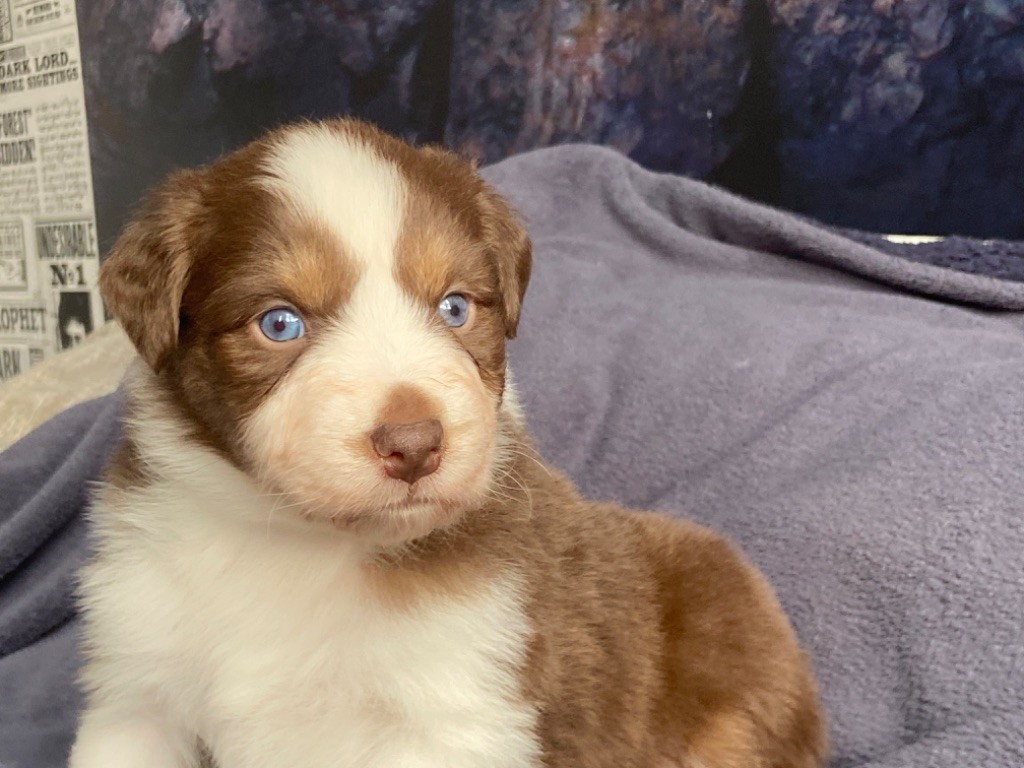 Du Fil De L'Eau - Chiots disponibles - Berger Australien