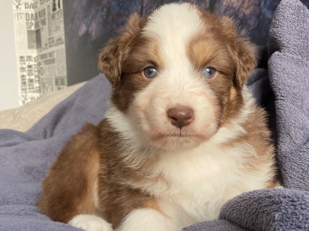 Du Fil De L'Eau - Chiots disponibles - Berger Australien