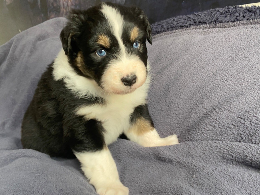 Du Fil De L'Eau - Chiots disponibles - Berger Australien