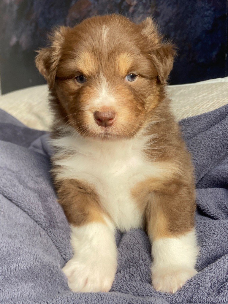 Du Fil De L'Eau - Chiots disponibles - Berger Australien