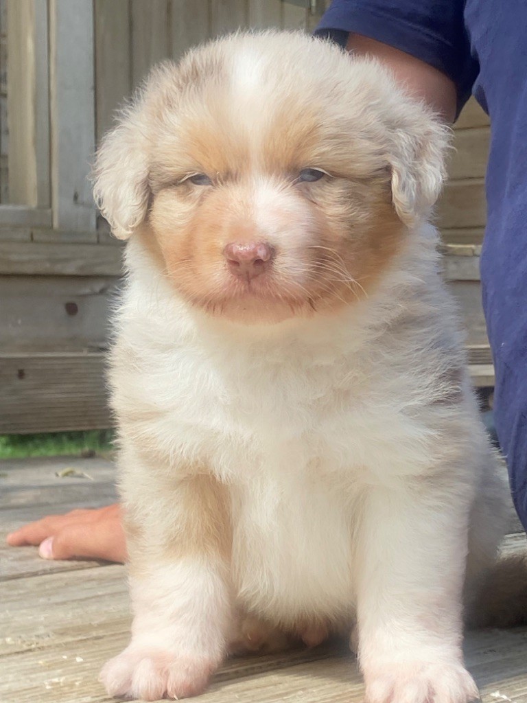 Du Fil De L'Eau - Chiots disponibles - Berger Australien
